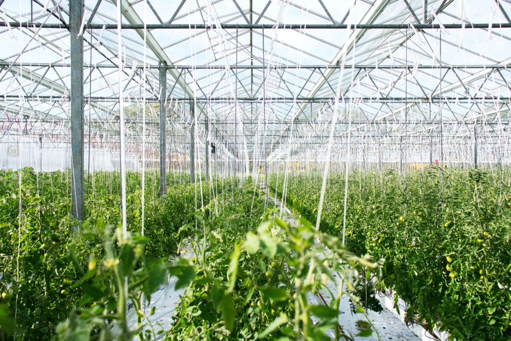 Greenhouse Management