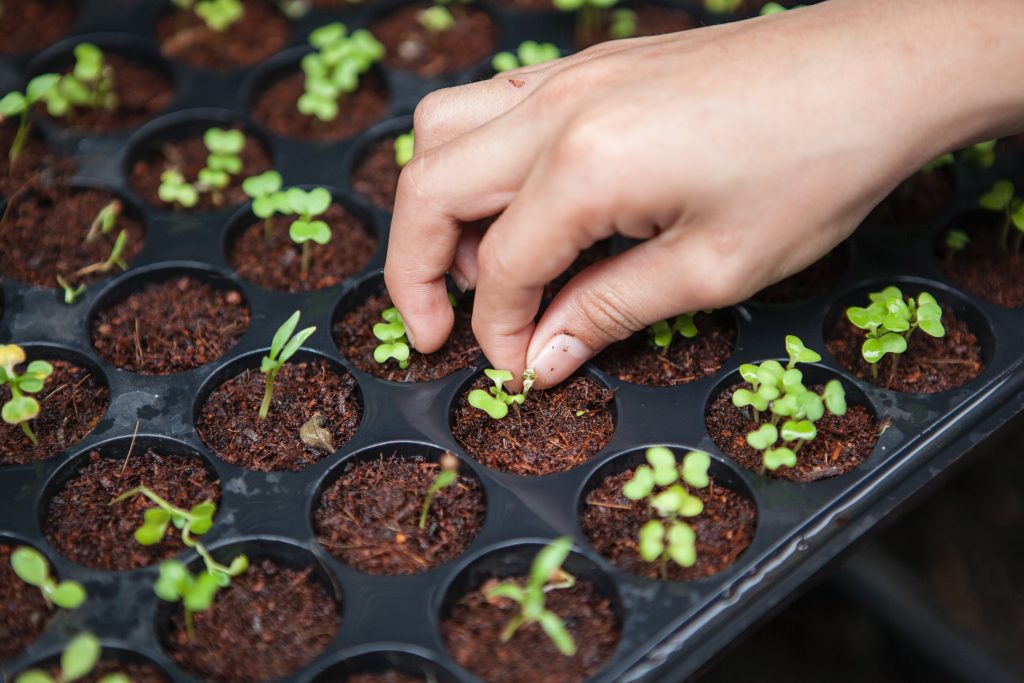 Greenhouse Management Software Cloud