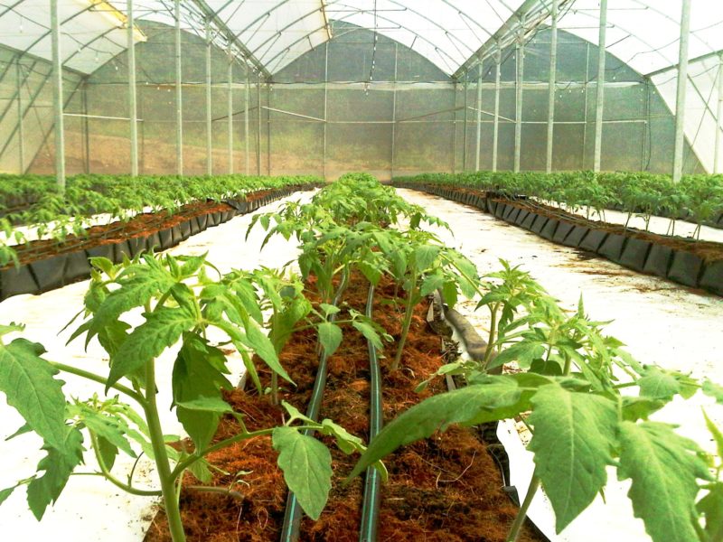 High-Tech Greenhouses Could Be The Future Of Agriculture